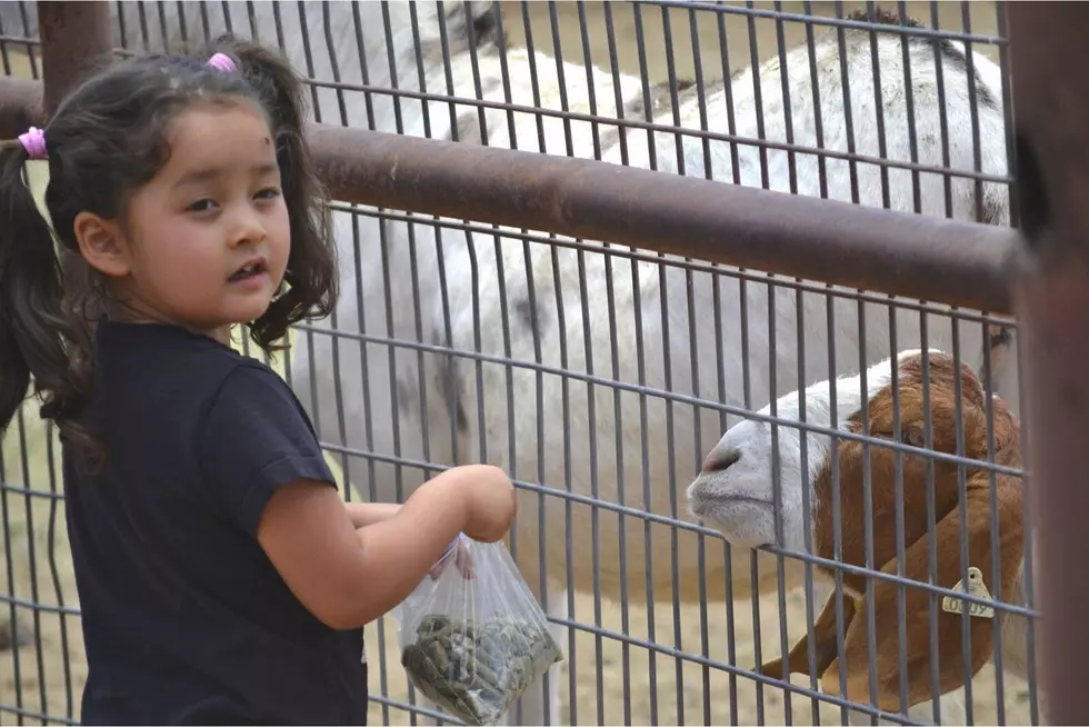 Farm Fun For Everyone! Farm Fest 2022 Returns To Central New York