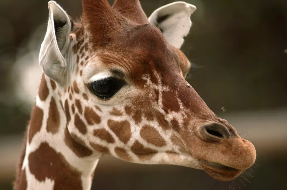 Another Upstate NY Zoo Welcomes A Baby Giraffe To Their Park