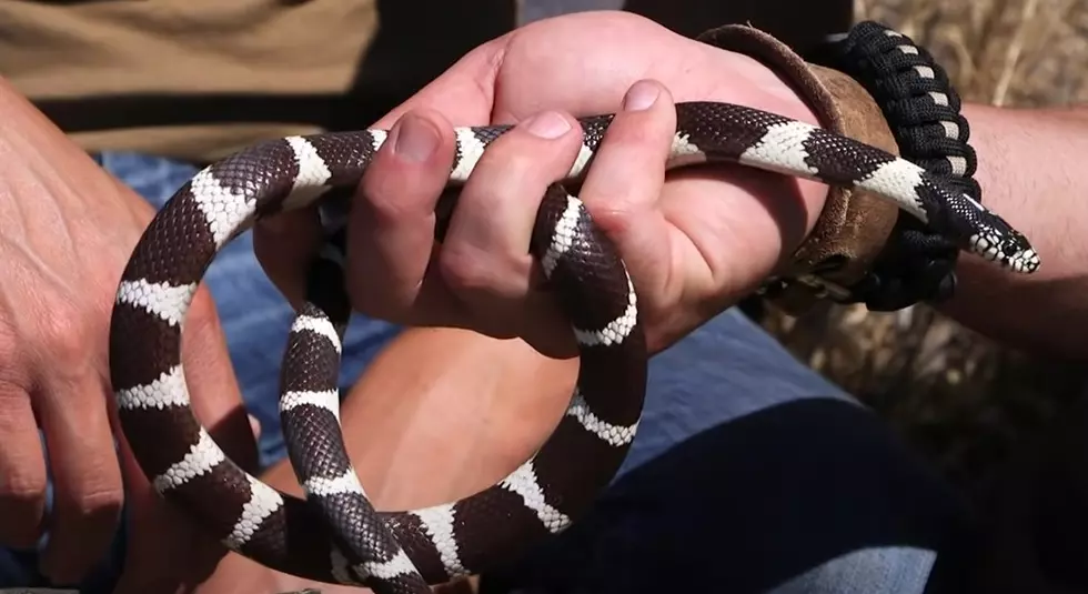 Snake Usually in Southwest Slithering on the Loose in New York