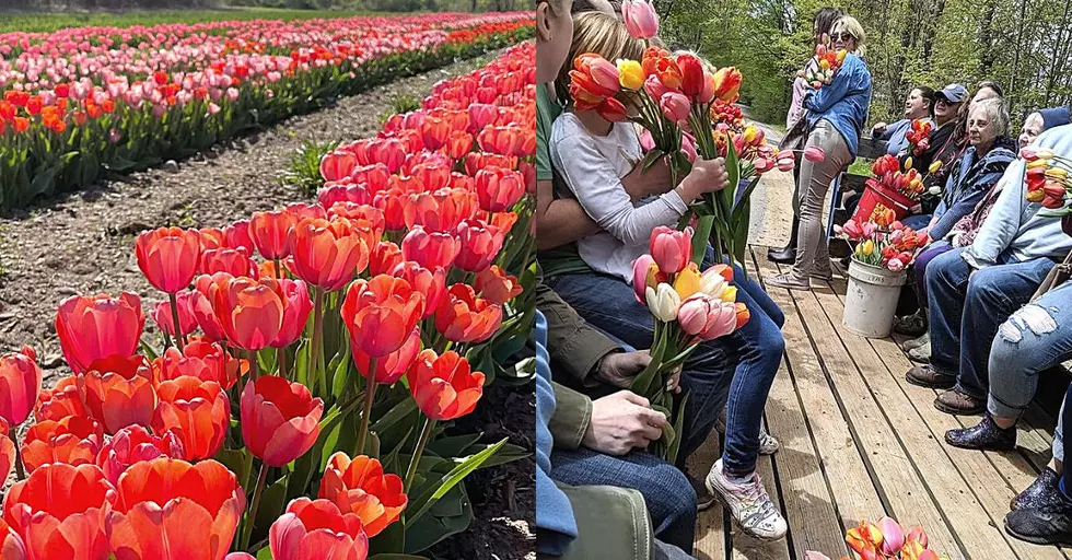 Grab the Scissors! Cut Your Own Flowers in CNY Tulip Field