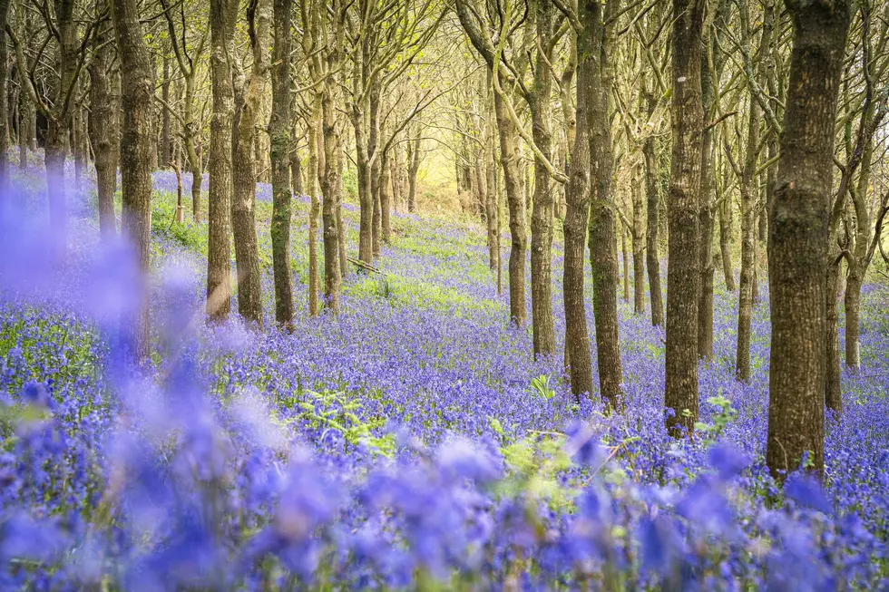 Don&#8217;t Miss Fairyland of Flowers Blooming on Small NY Island For Few Weeks