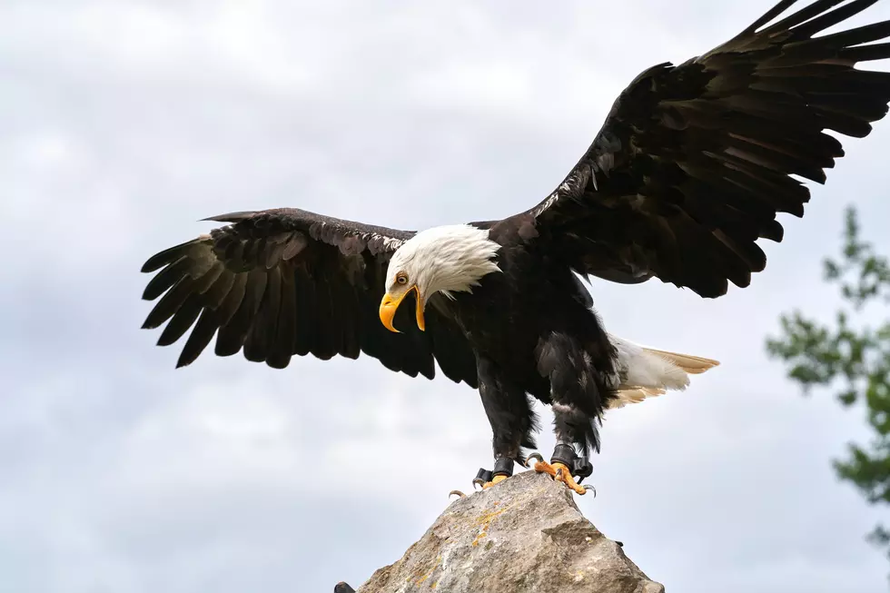 Bald Eagle Finds Most American Way To Cool Off At The Utica Zoo