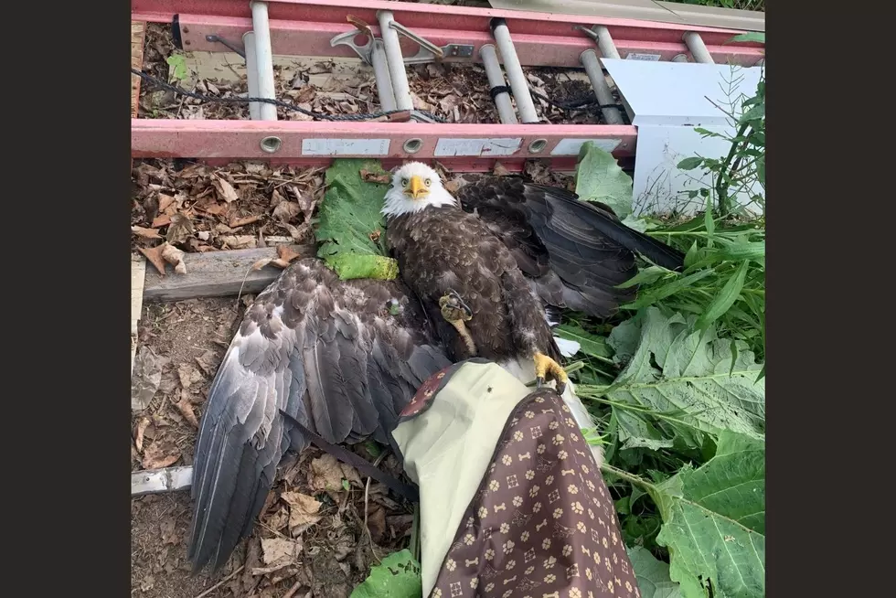 NYS Trooper Tries To Save Bald Eagle Struck By A Car