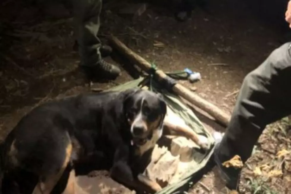 Rangers Rescue 135 Pound Dog Injured On This NYS Hiking Trail