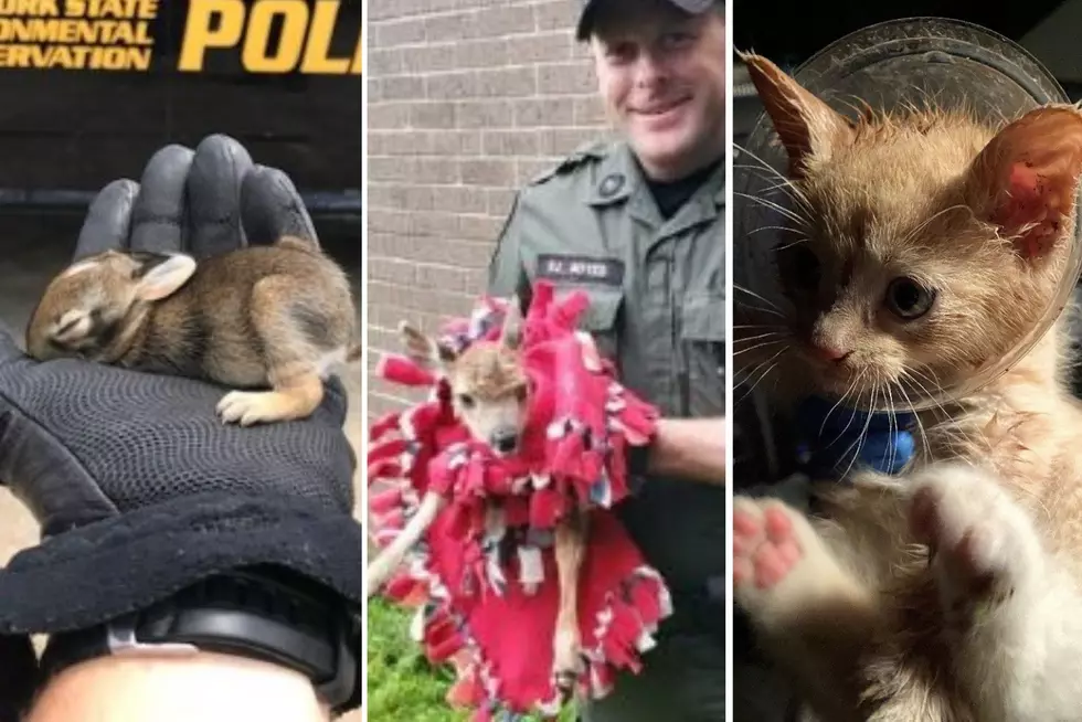 Fawn at CNY High School, Mowed Over Rabbits &#038; Kitten in Cup Rescued