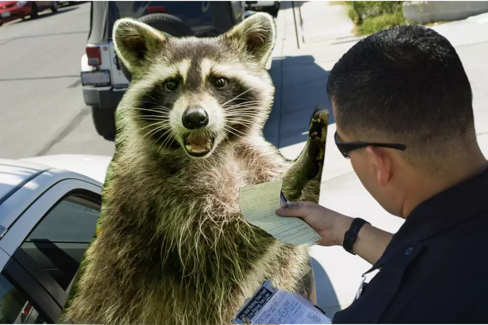 Couple Fined $1000 For Illegally Possessing A Racoon In New York