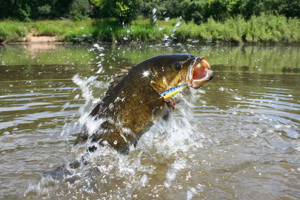 You A Bass Guy? The Season Is Finally Starting In New York State