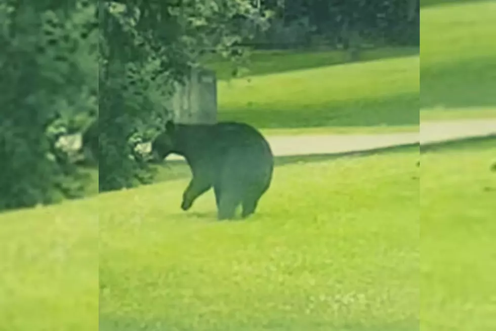 Beware of Bears! One Spotted Roaming Small CNY Neighborhood