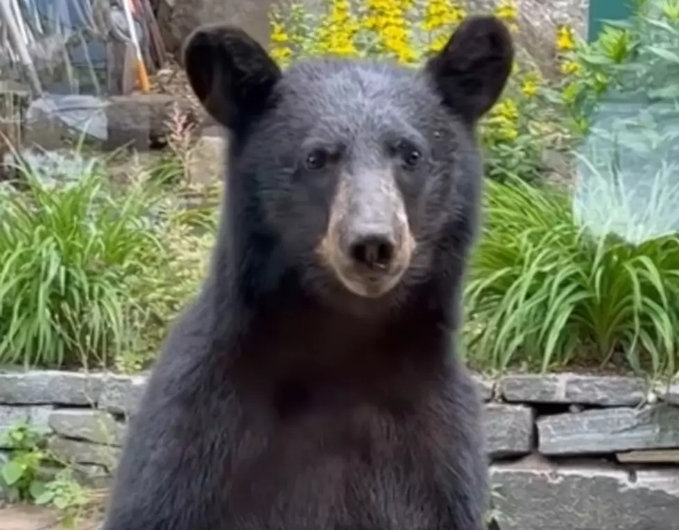 Unexpected Guest! Central New York Homeowner Enjoys Rare Black Bear Sighting