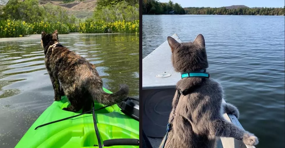 Cat in a Canoe &#038; Kitty On a Kayak Enjoy Beauty of Adirondacks