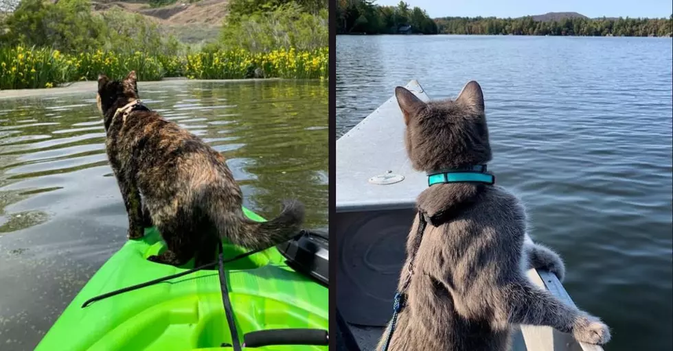 Cat in a Canoe & Kitty On a Kayak Enjoy Beauty of Adirondacks