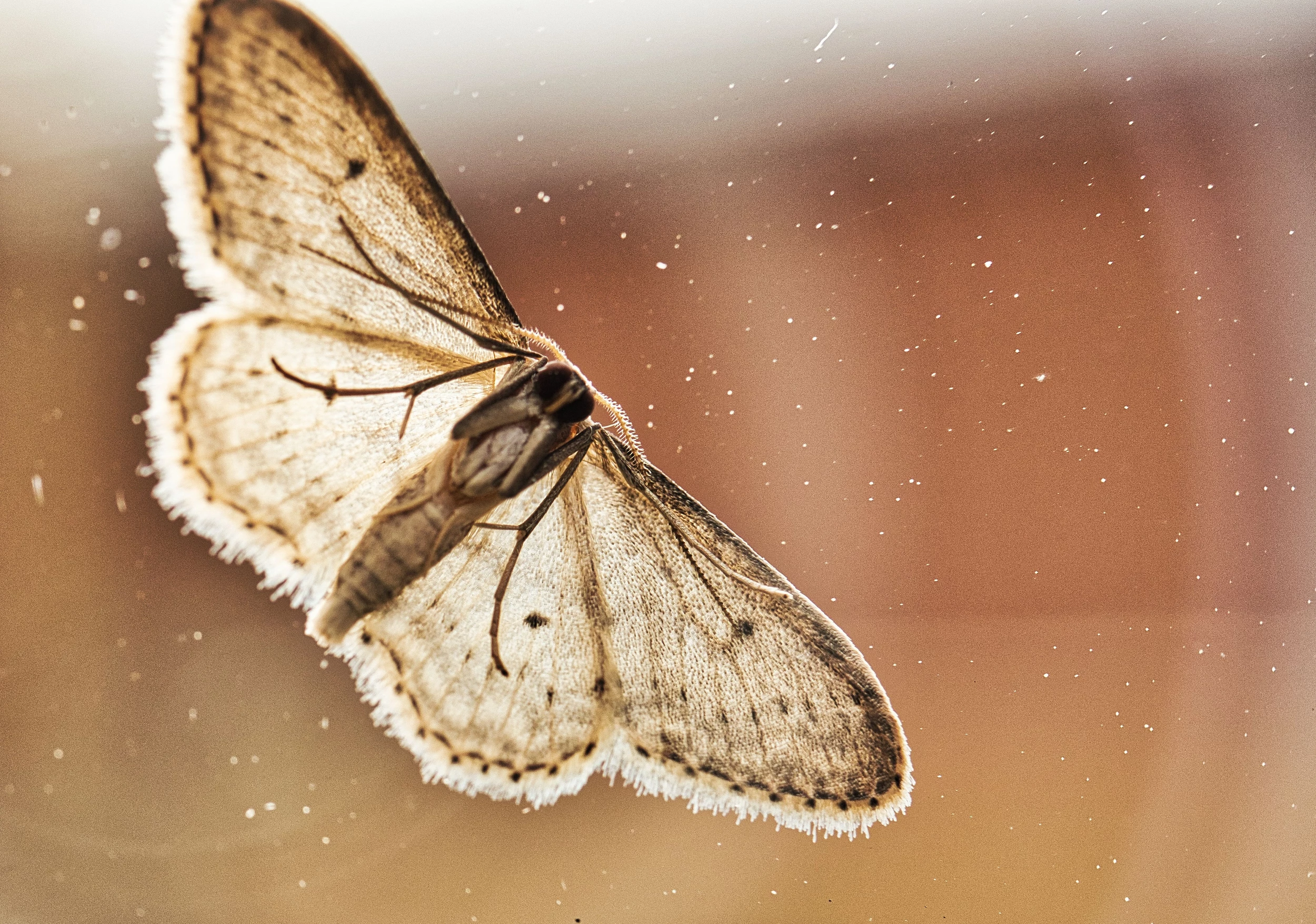 Treatment for spongy moth infestations over multiple Outer Banks