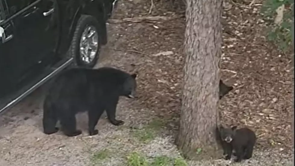 Momma Bear &#038; Her Three Cubs Euthanized in Adirondacks After Breaking Into Camp