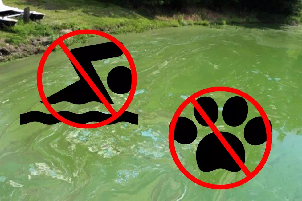 Toxic Algal Blooms Close Several New York Beaches