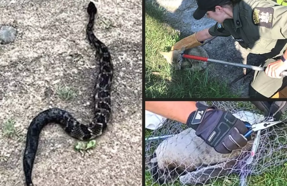 Venomous Rattlesnake Among 7 Animals Rescued in July By NYS DEC