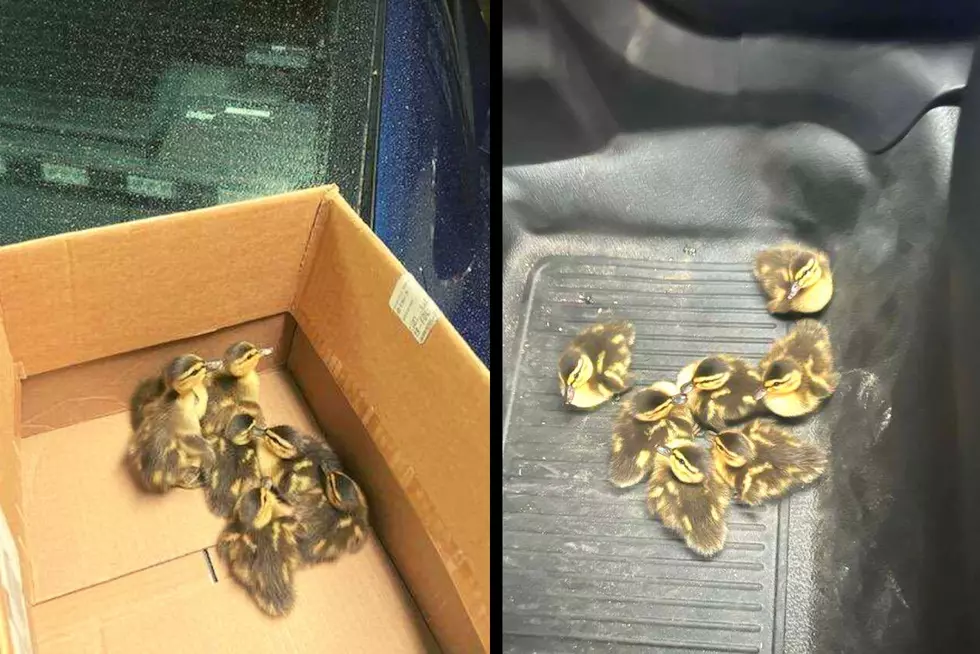 New York State Troopers Save Baby Ducks After Car Hits Their Mother
