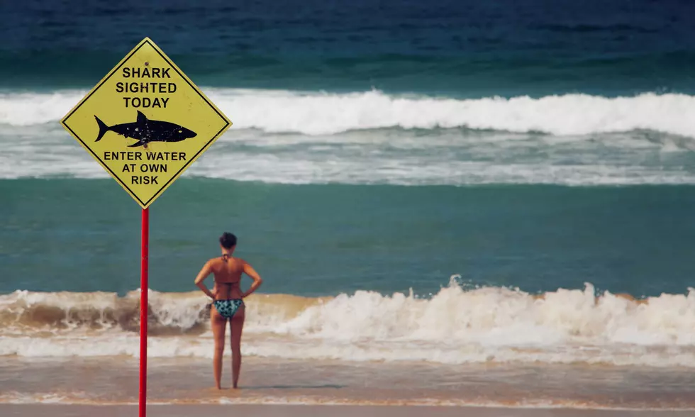 2 Beachgoers Attacked By Sharks in New York on Same Day