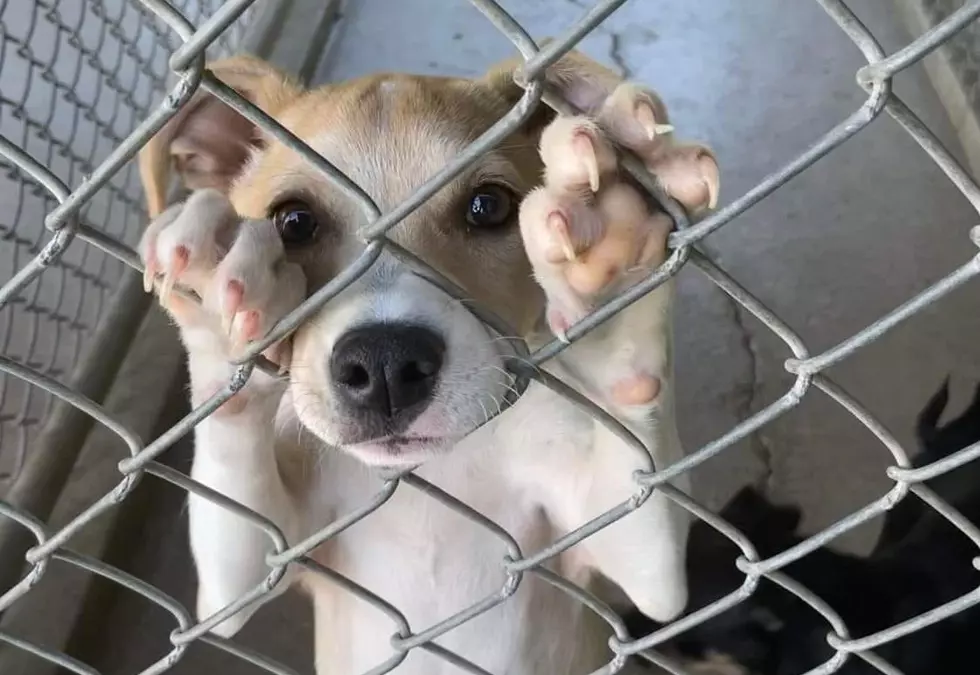 Rescue Us! Two CNY Animal Shelters Overflowing With Dogs And Cats