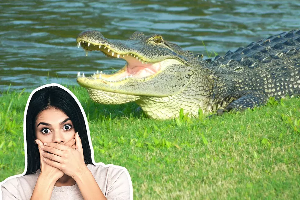 Someone Tried Owning A Pet Alligator In New York State&#8230; And Failed