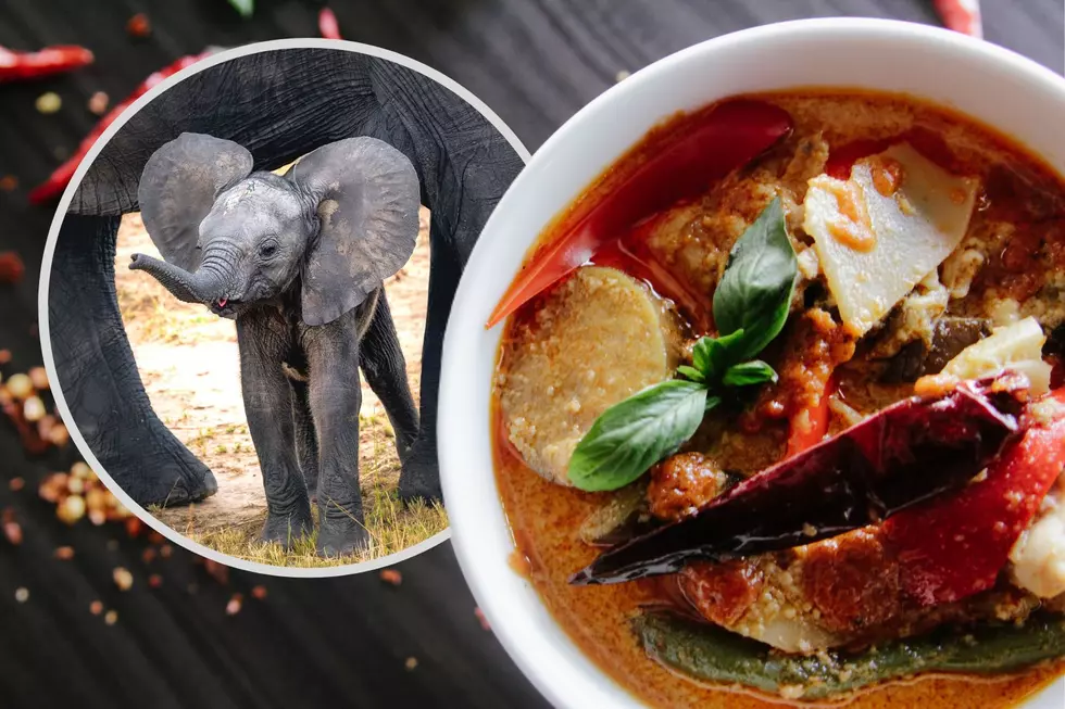 Beers, Bites, and Elephants? A Meal Like No Other At This CNY Zoo