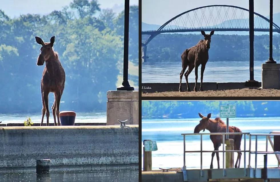 Photographer Captures Once in Lifetime Moose Shoot on New York Beach