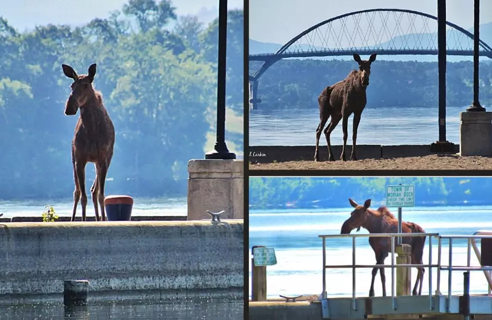 Photographer Experiences Once in Lifetime Moose Shoot on NY Beach