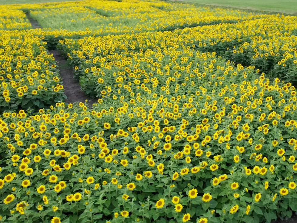 Stroll Through Stunning Sunflower Labyrinth on CNY Farm 