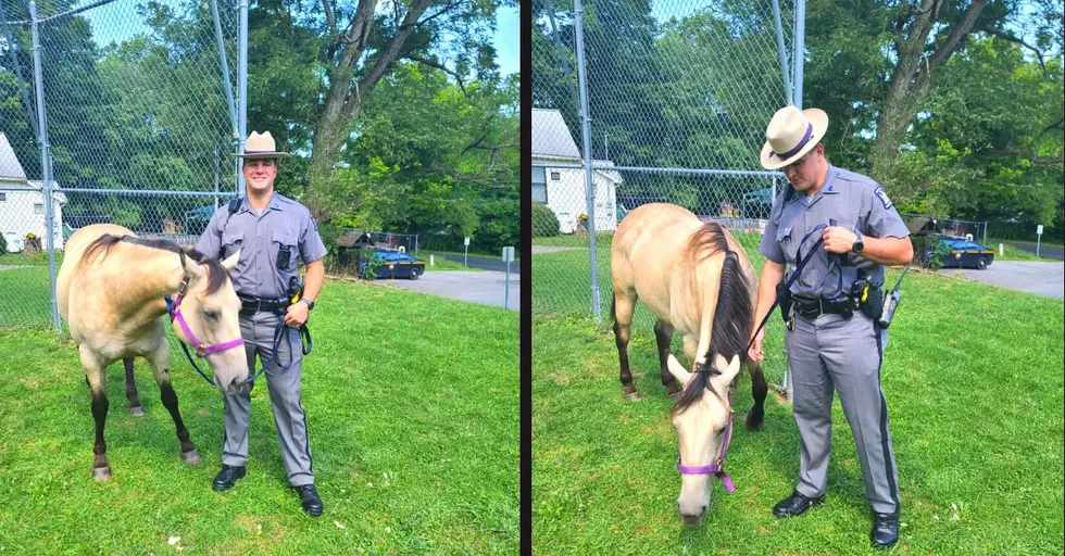 Whoa There! NYS Police Aren't Horsing Around With This Runaway