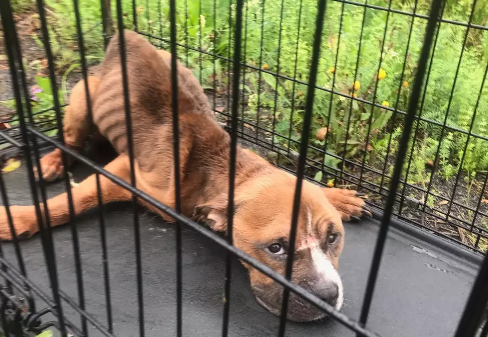 Help Find Heartless Jerk Who Abandoned Dog on Side of CNY Road
