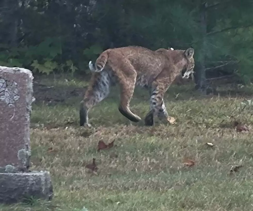 Huge Cat Seen Walking Through Upstate New York Cemetery