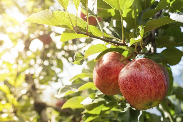 Central NY Apple Orchard Ranks Among Top 3 Best In The Country