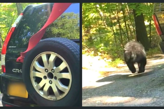 Trapped Bear Destroys Car Before Getting Released Back In NY 
