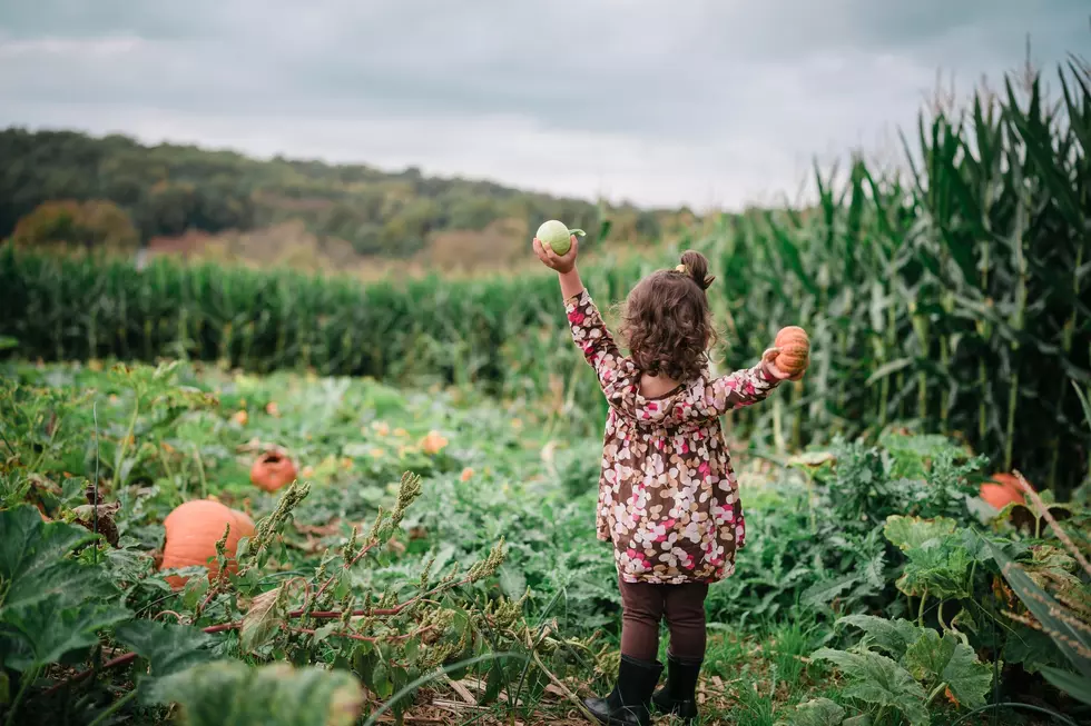 Oh My Gourd! NY Pumpkin Patch Among 10 Best in Country