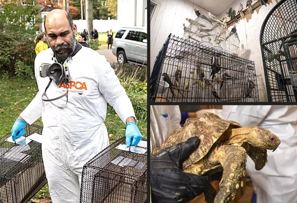300 Animals Rescued From Deplorable Conditions in New York Home