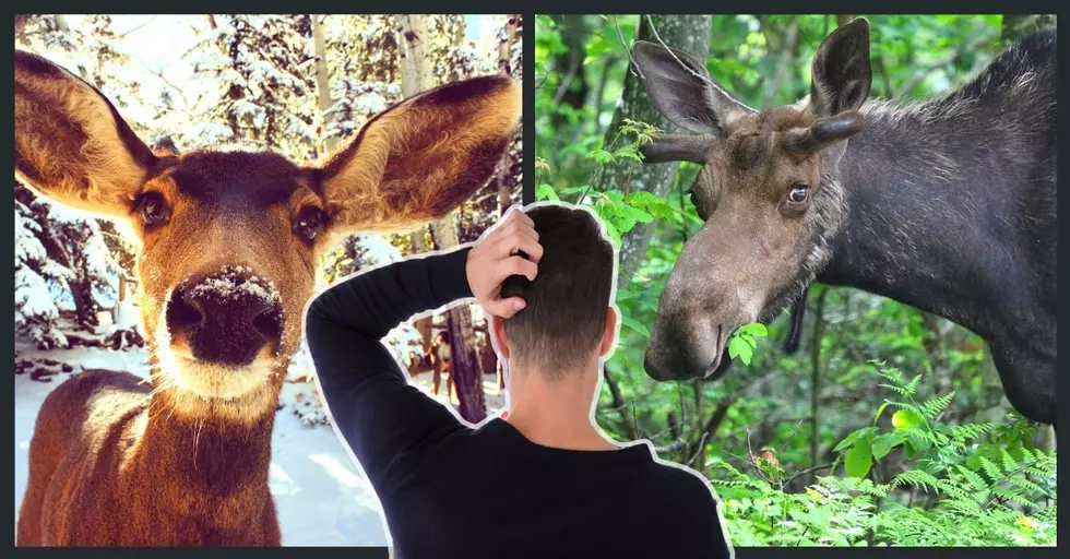How Long Does it Take Deer to Grow into Moose in the Adirondacks