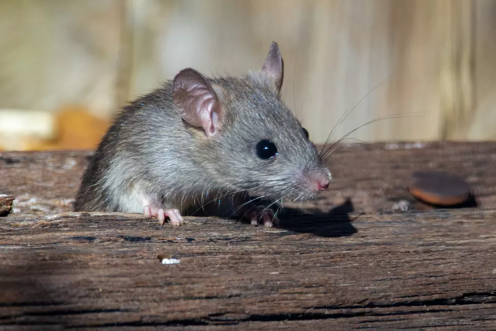 “Squirrel Sized” Rats Invading Homes in Central New York and No One Knows Why