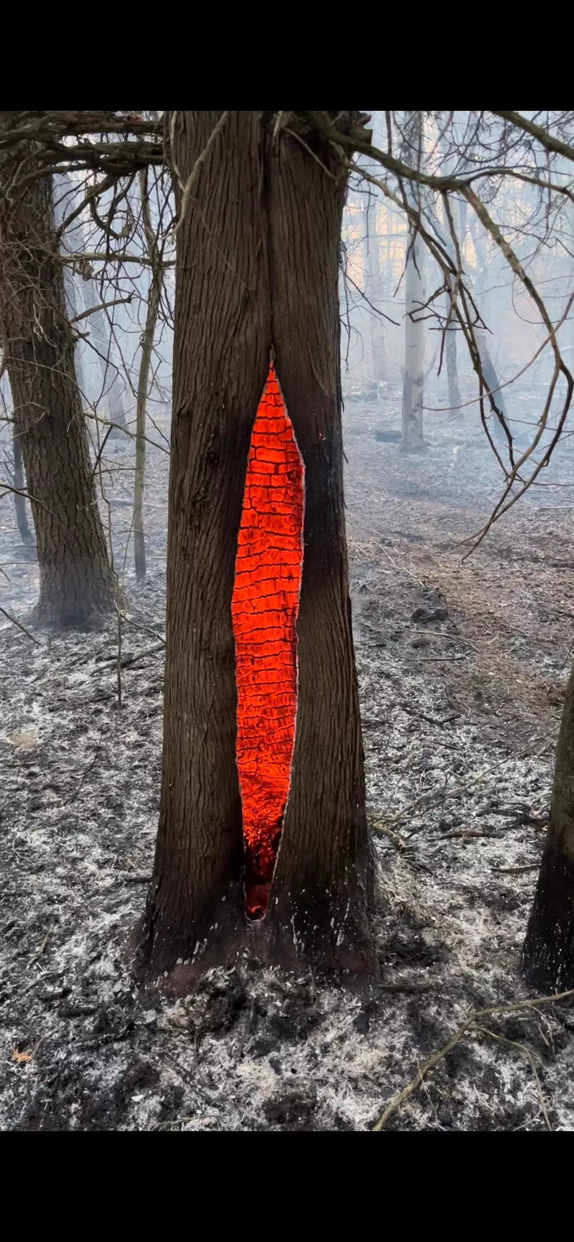 Are Those Bricks? What's Causing This Upstate NY Tree To Glow Red