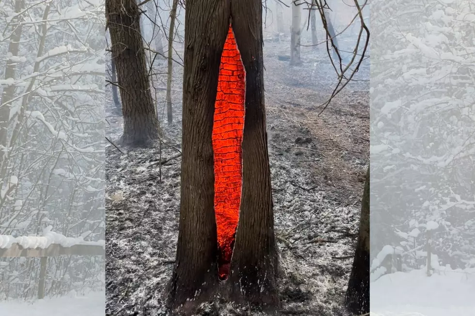 Are Those Bricks? What&#8217;s Causing This Upstate NY Tree To Glow Red
