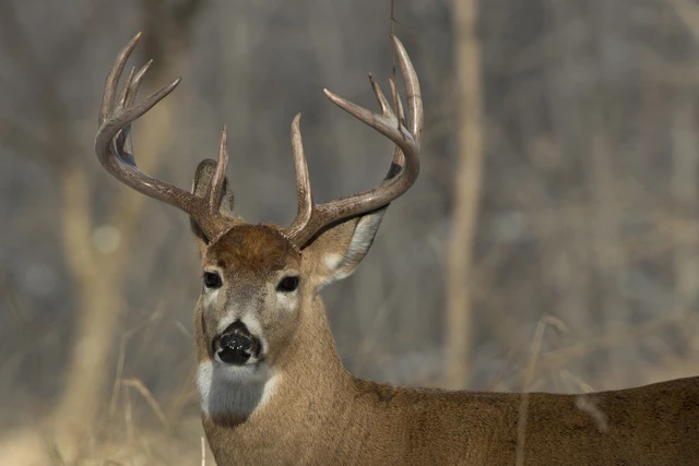 New York ECO's Take Away Proud Hunter's 10-Point Buck; Here's Why