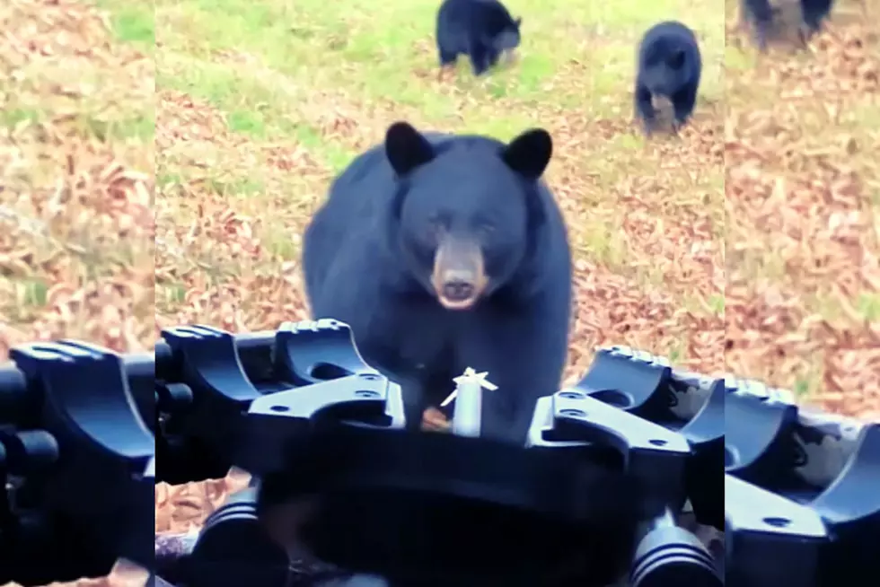 WATCH: You’ll Bear-ly Believe How Close One Hunter Got to a Big Black Bear