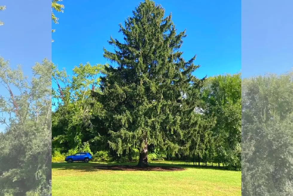 World Famous 2022 Rockefeller Tree Chosen to Light Up Christmas