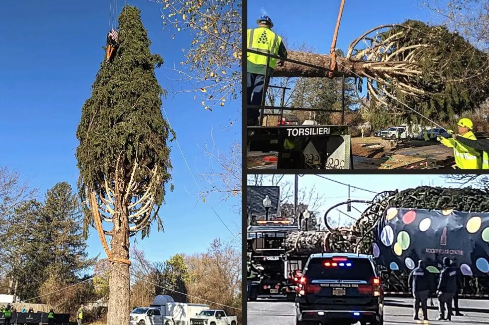 Famous Rockefeller Tree Makes Magical Trip From Upstate to NYC
