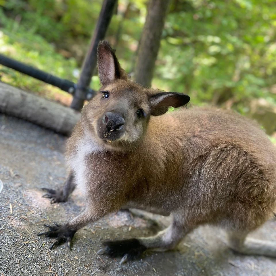 WATCH Utica Zoo Gets a First Glimpse of Their New Baby Kangaroo