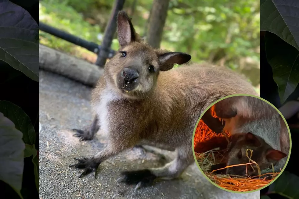 [WATCH] Utica Zoo Gets a First Glimpse of Their New Baby Kangaroo