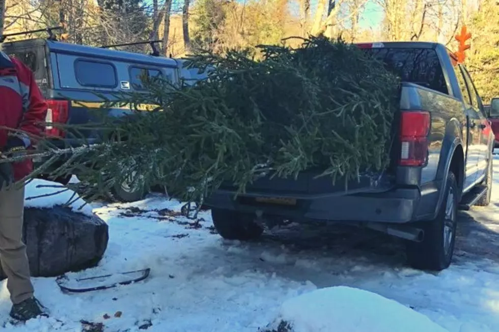 How Stupid! Man Illegally Cuts Xmas Tree in Front of NY Ranger