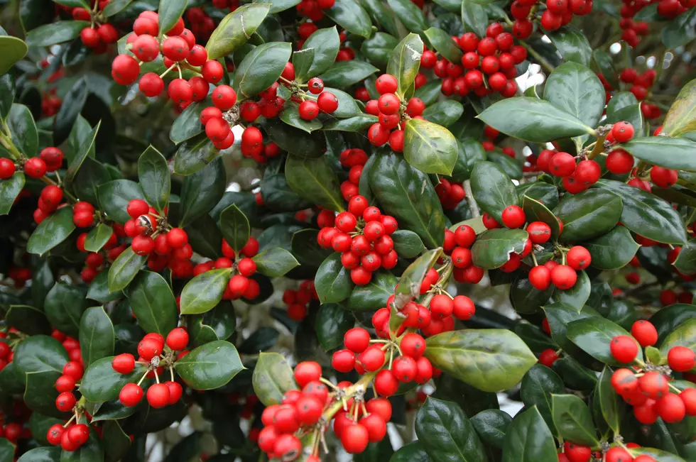 AKA American Winterberry, growing here in Georgia
