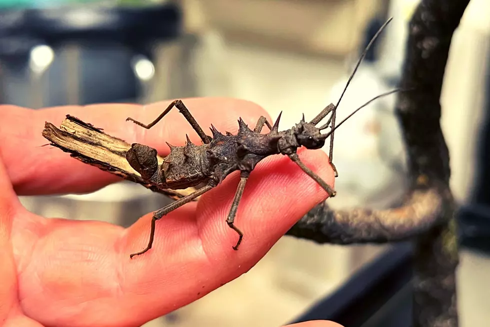 Weird Bug Found in New York State Has an Even Weirder Name
