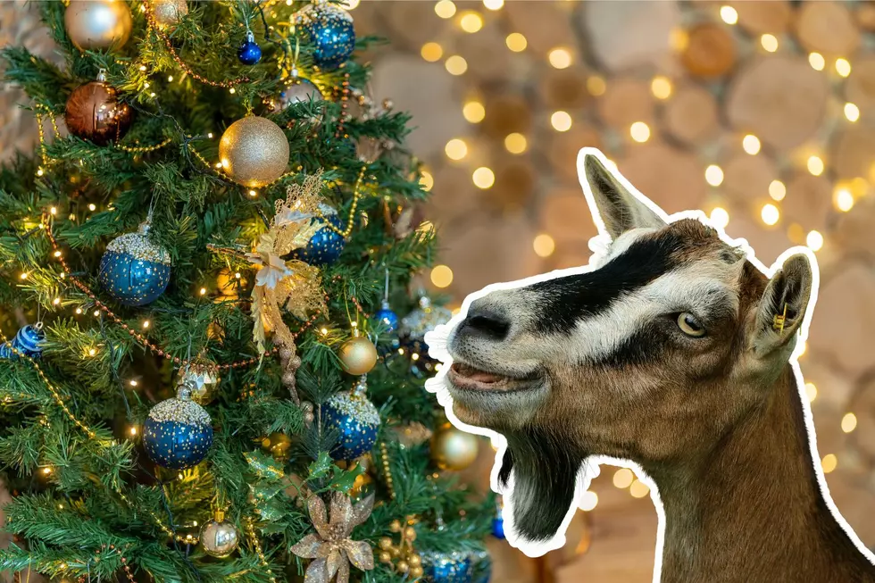 Goats Eat Needles? Top 3 Ways to Recycle Your Christmas Tree in CNY