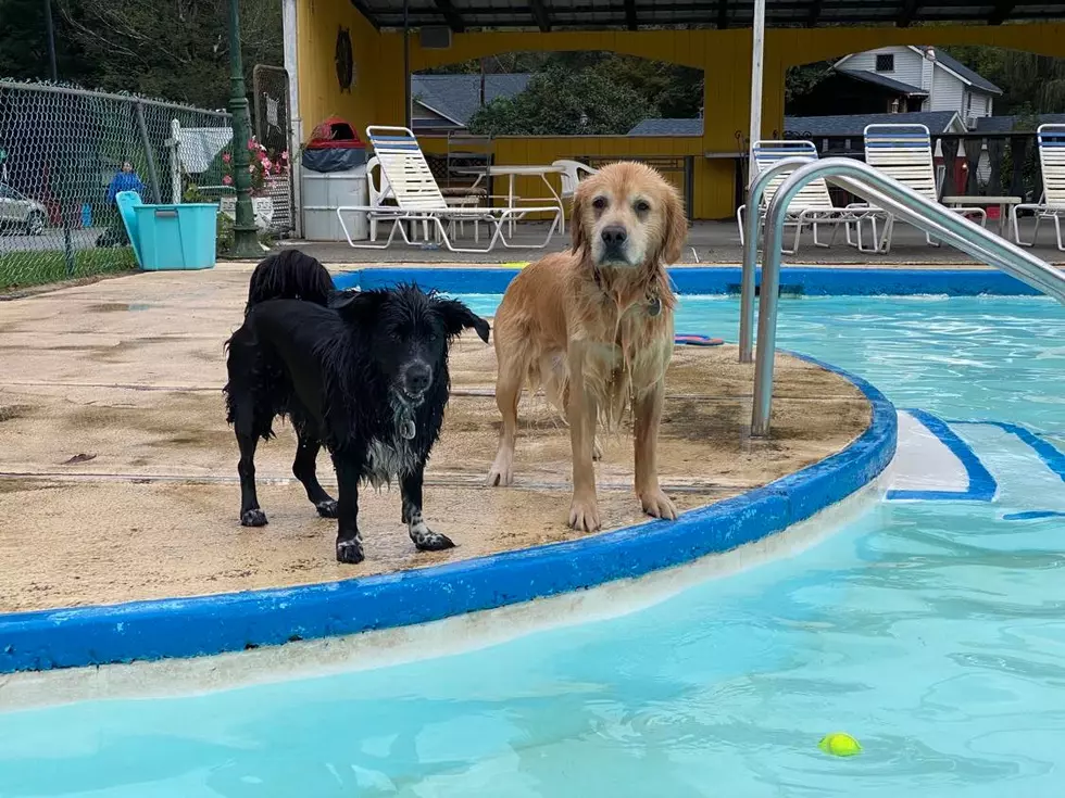 Credit - Canine Camp Getaway of NY