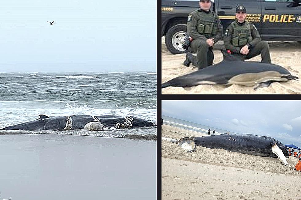 2 Dead Whales & a Dolphin Wash Up on New York Beaches